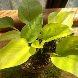 plant. neon pothos 4"pot